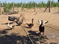 Ducks — الصورة 7