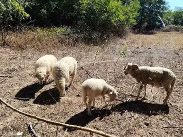 Sheep (batch, sex not specified), Sheep — Hungary