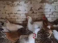 Chickens — 1-сурет
