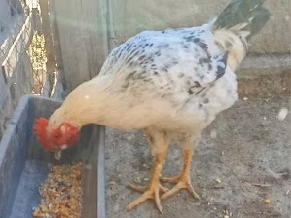Chickens — Węgry