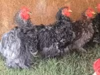 Pekin Bantam — 4. fotó