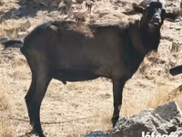 Kozioł, Alpine goat — zdjęcie 4