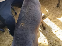 Carnero, Kyrgyz Mountain merino sheep — foto 5