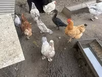 Geese — फ़ोटो 7