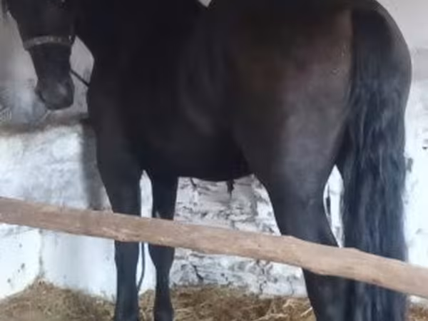 Horse (M), Friesian