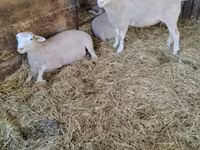 Juh, Ile-de-France sheep — 4. fotó