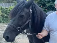 Mare, Hucul pony — photo 2