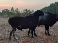 Carneiro, Blackheaded Persian sheep — foto 6
