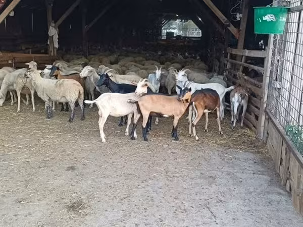 母山羊, Goats
