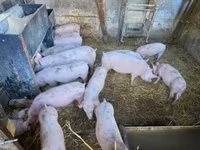 Boar, Pigs — photo 7