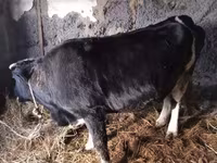 Tehén, Szarvasmarhák — 8. fotó