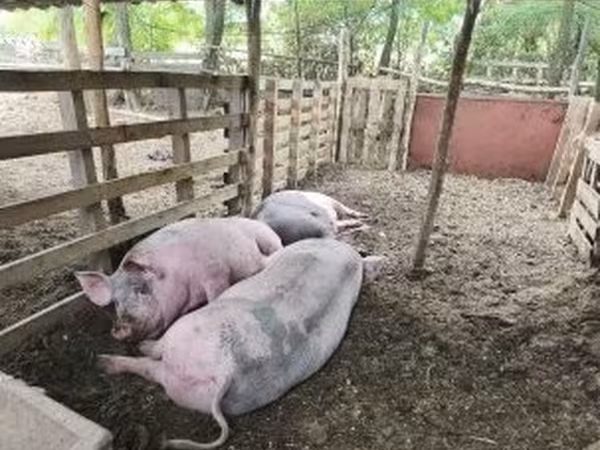 Porcs (lot, sexe non indiqué), Porcs — Hongrie