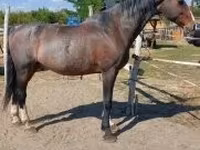 公马, Dutch warmblood horse — 照片 5