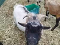 公山羊, Goats — 照片 6