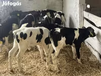 सांड, Russian Black pied cattle — फ़ोटो 2