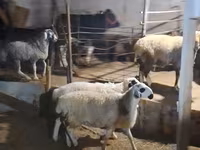 Ovelhas (lote, sexo não especificado), Ovelhas — foto 1