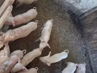 Pigs (batch, sex not specified), Pigs — photo 1