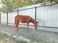 母马, Horses — 照片 5