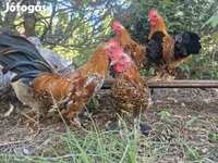 Chickens — foto 2