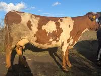 Kuh, Simmental cattle — Foto 1