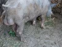 Boar, Pigs — photo 2