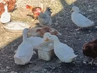 Chickens — 4-сурет