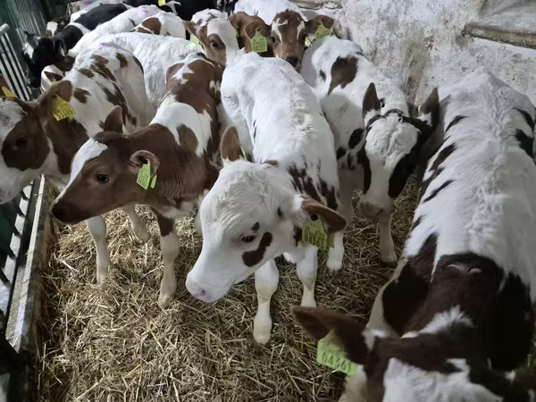 Bika, Limousin tehén
