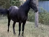 घोड़ी, Friesian — फ़ोटो 4