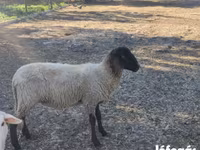 Juh, Tsigai sheep — 1. fotó