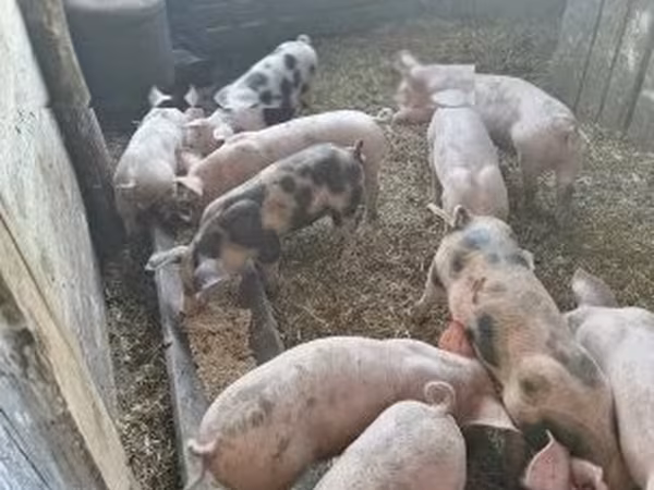 Prasata (šarže, pohlaví neuvedeno), Prasata — Maďarsko