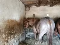 Koń, Konie — zdjęcie 2