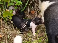 Säue, Schweine — Foto 2