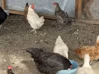 Chickens — الصورة 4