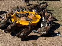 Ducks — photo 2