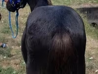 公马, Dutch warmblood horse — 照片 3
