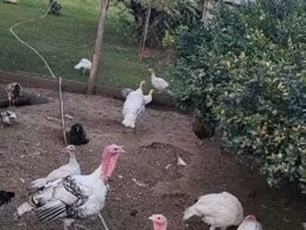 Turkeys