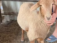 Sheep (batch, sex not specified), Blackheaded Persian sheep — photo 2