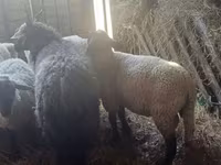 母羊, Ile-de-France sheep — 照片 3
