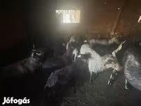 母羊, Cameroon sheep — 照片 2
