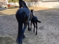 Kanca, Friesian — 5. fotó