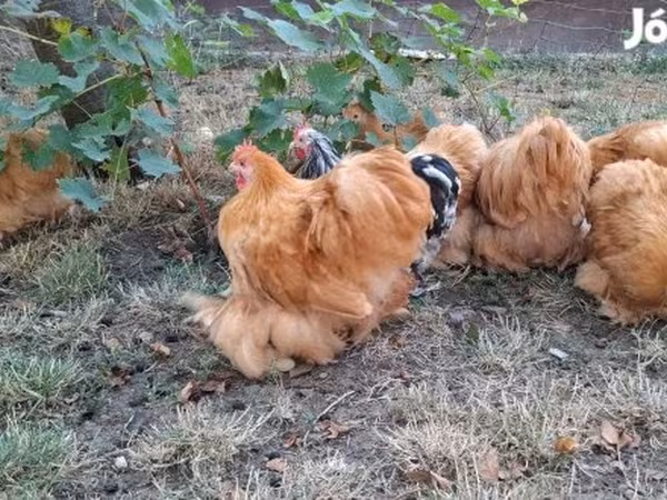 Bantam Pekín
