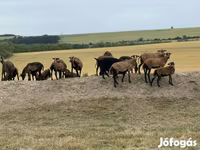 Sheep (batch, sex not specified), Cameroon sheep — photo 4