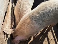 Säue, Schweine — Foto 2