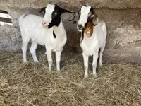 Cabra, Boer goat — foto 8