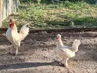 Chickens — zdjęcie 1