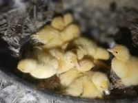 Ducks — 照片 1