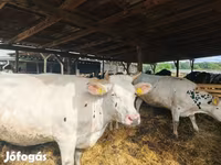 母牛, Holstein breed — 照片 1