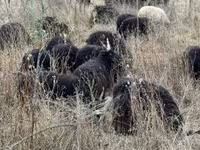Schaf, Racka sheep — Foto 3
