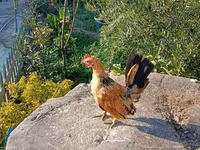 سيراما — الصورة 3