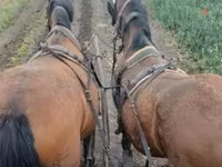 Yegua, Caballos — foto 1